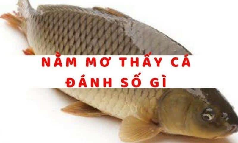 Mơ bắt được cá chép mang ý nghĩa gì?