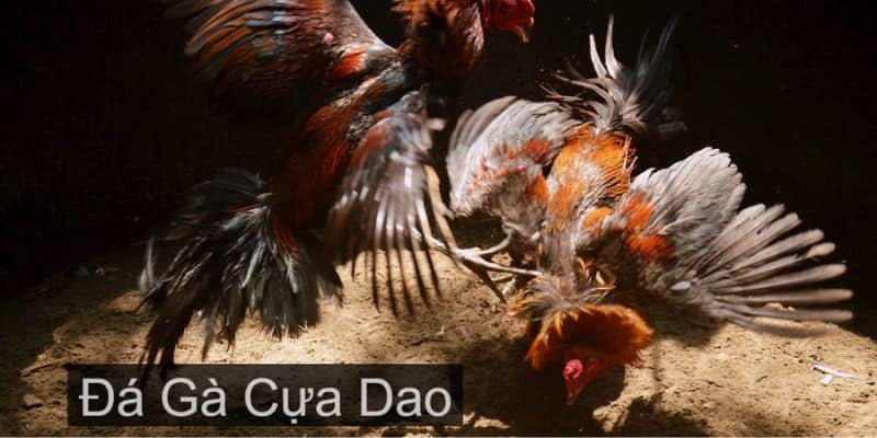 Đá gà cựa dao là gì?